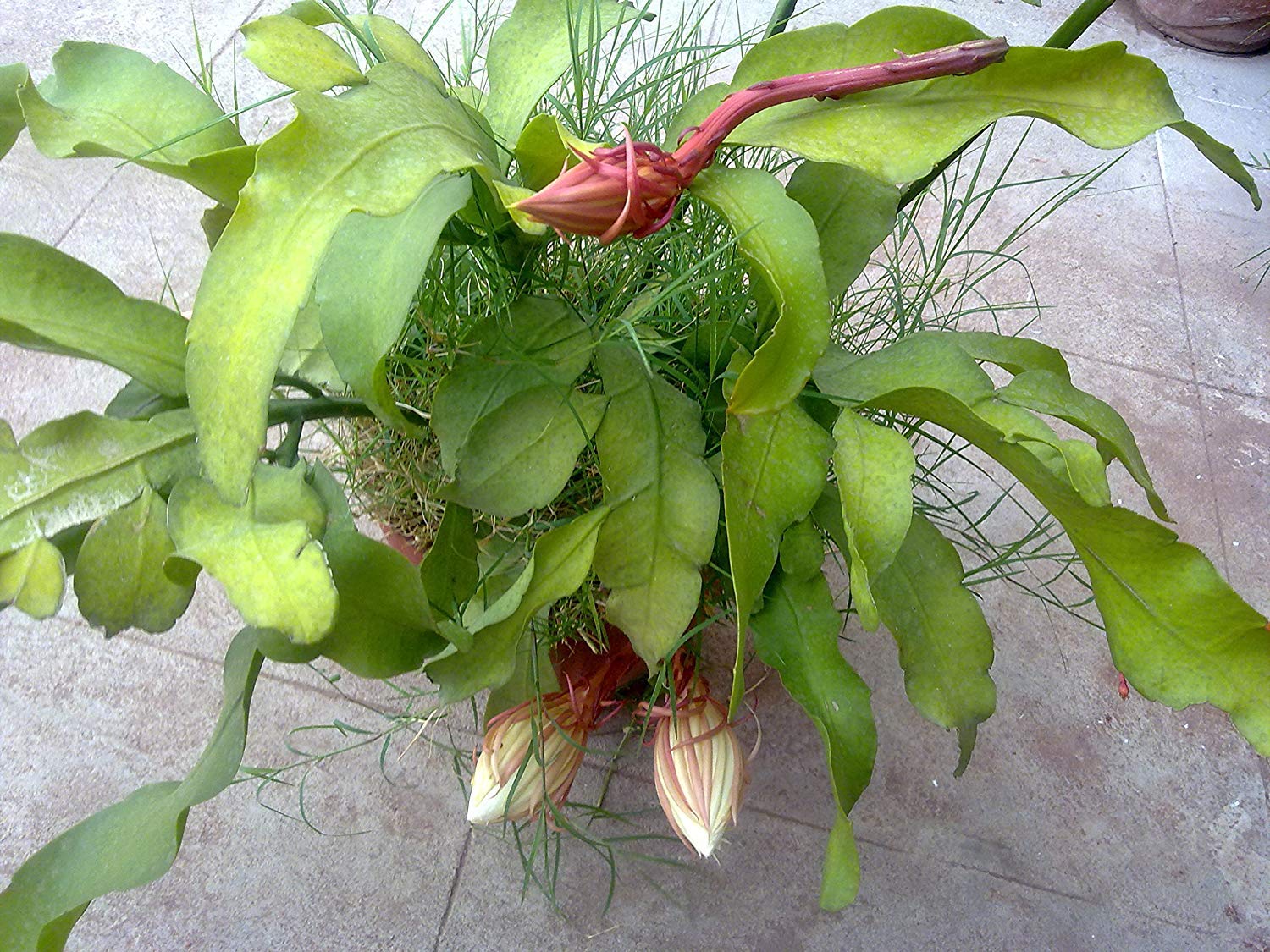Green Paradise® Live and Rare Brahmakamal Plant (1 healthy plant ) - Image 3