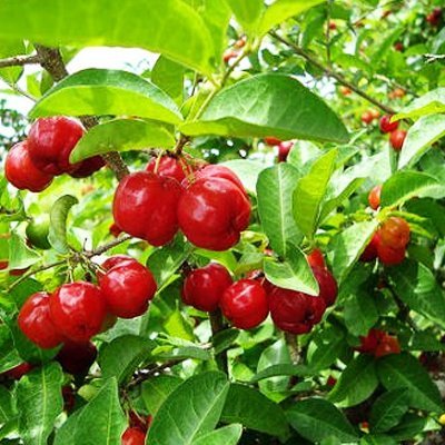 Live Barbadose Cherry Plant Suitable For Bonsai - Image 2