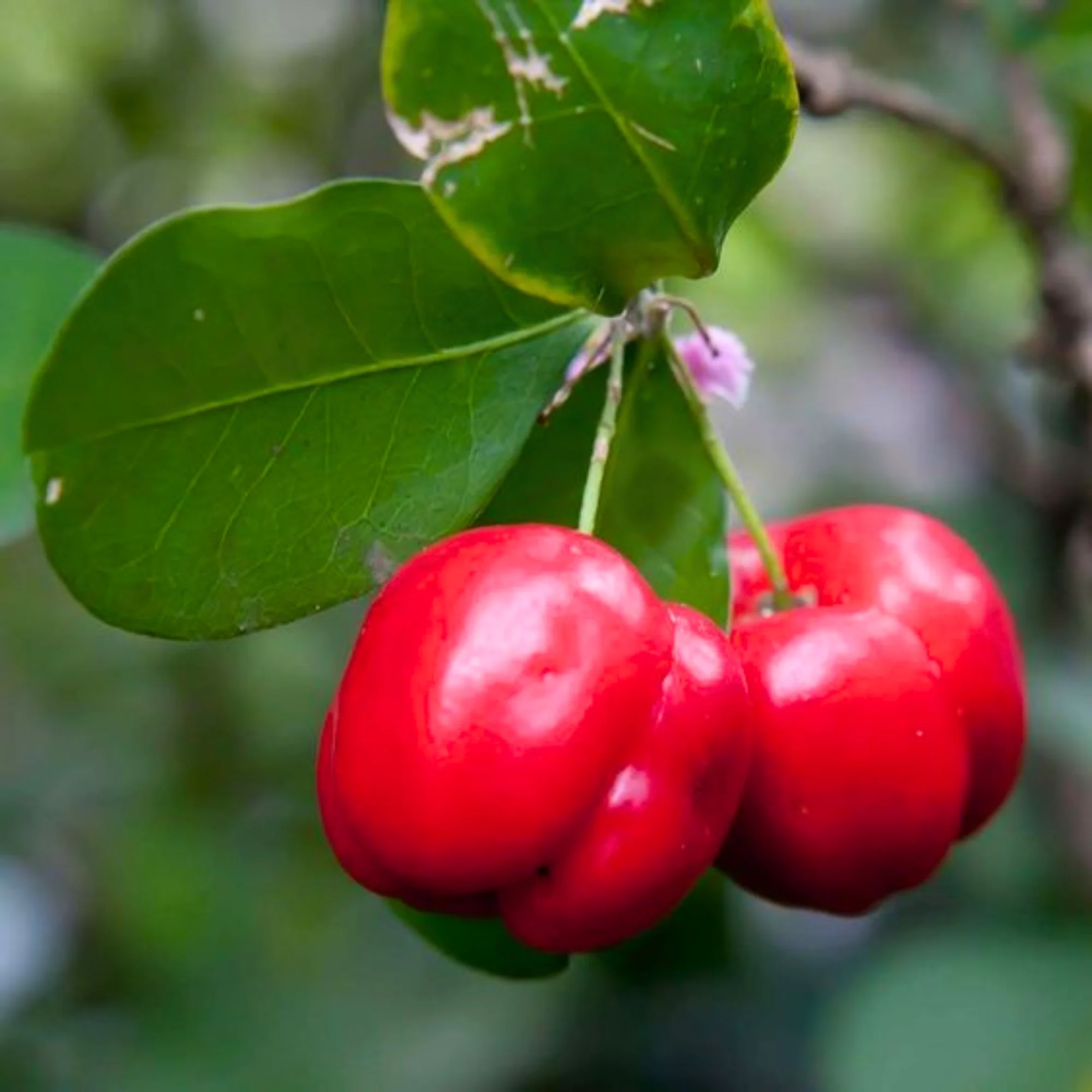 Live Barbadose Cherry Plant Suitable For Bonsai - Image 3