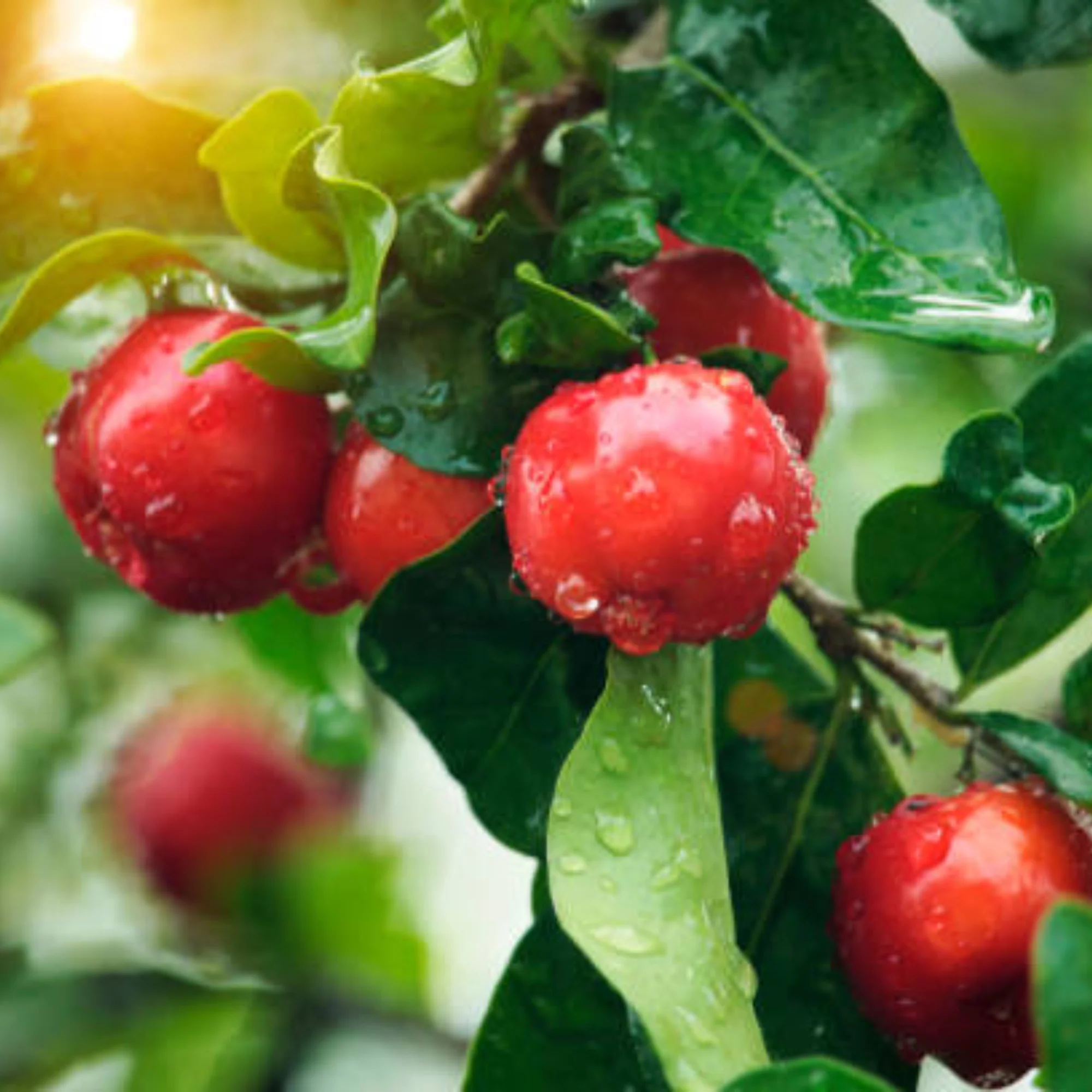 Live Barbadose Cherry Plant Suitable For Bonsai - Image 4