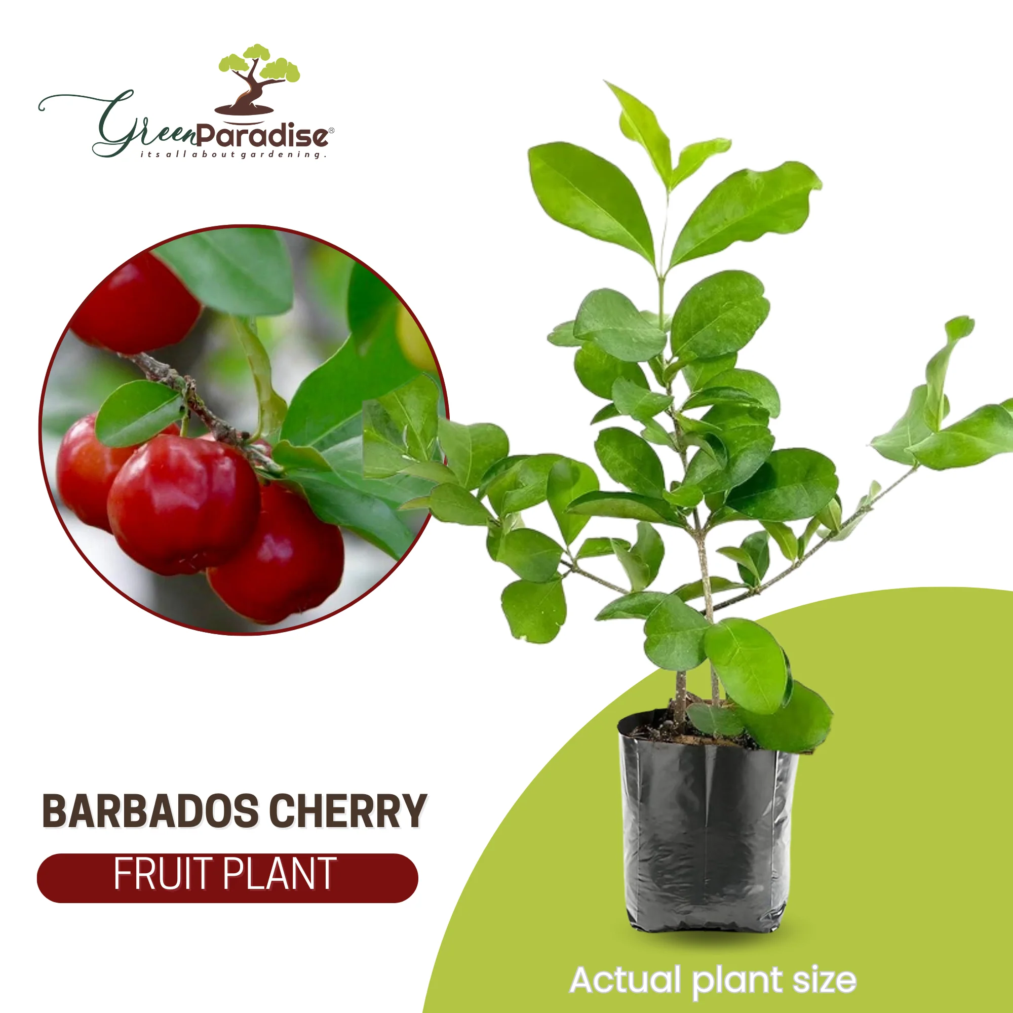 Live Barbadose Cherry Plant Suitable For Bonsai - Image 5
