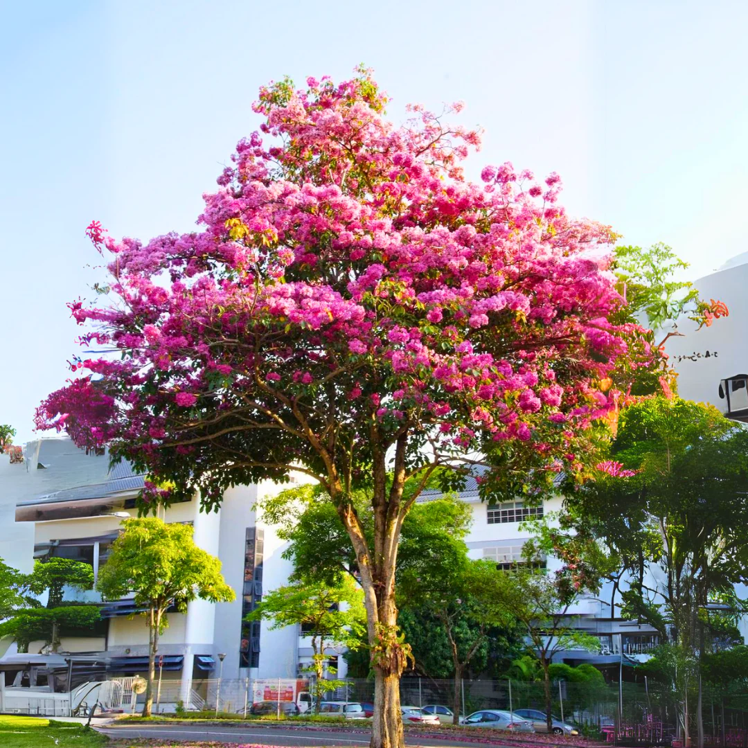 Green Paradise Tabebuia rosea Pink Trumpet Tree