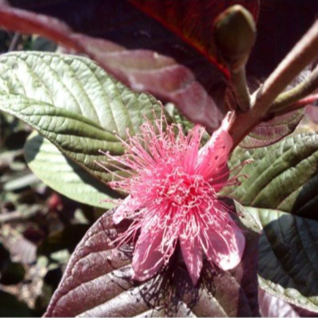 Live black Guava Plant Suitable For Bonsai - Image 2
