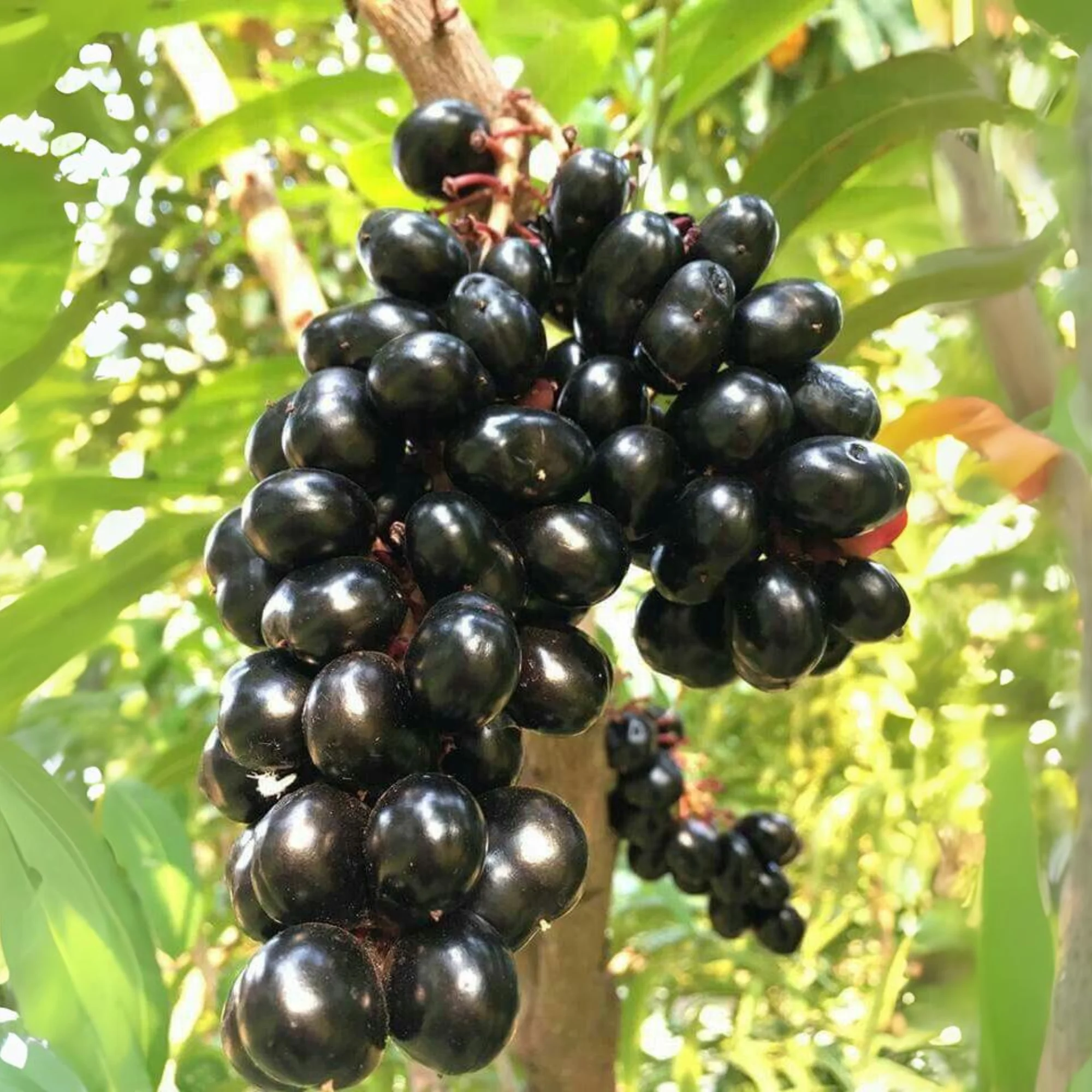 Live black plum Black Jamun Plant - Image 2