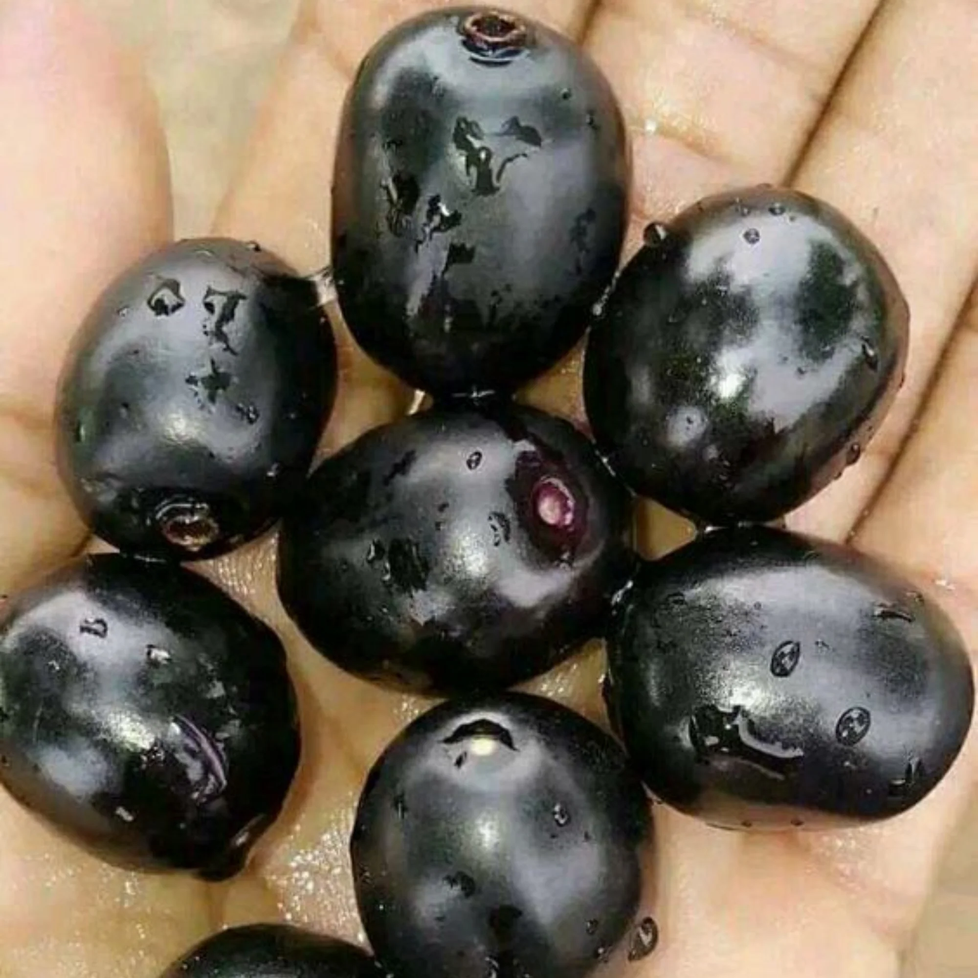 Live black plum Black Jamun Plant - Image 3