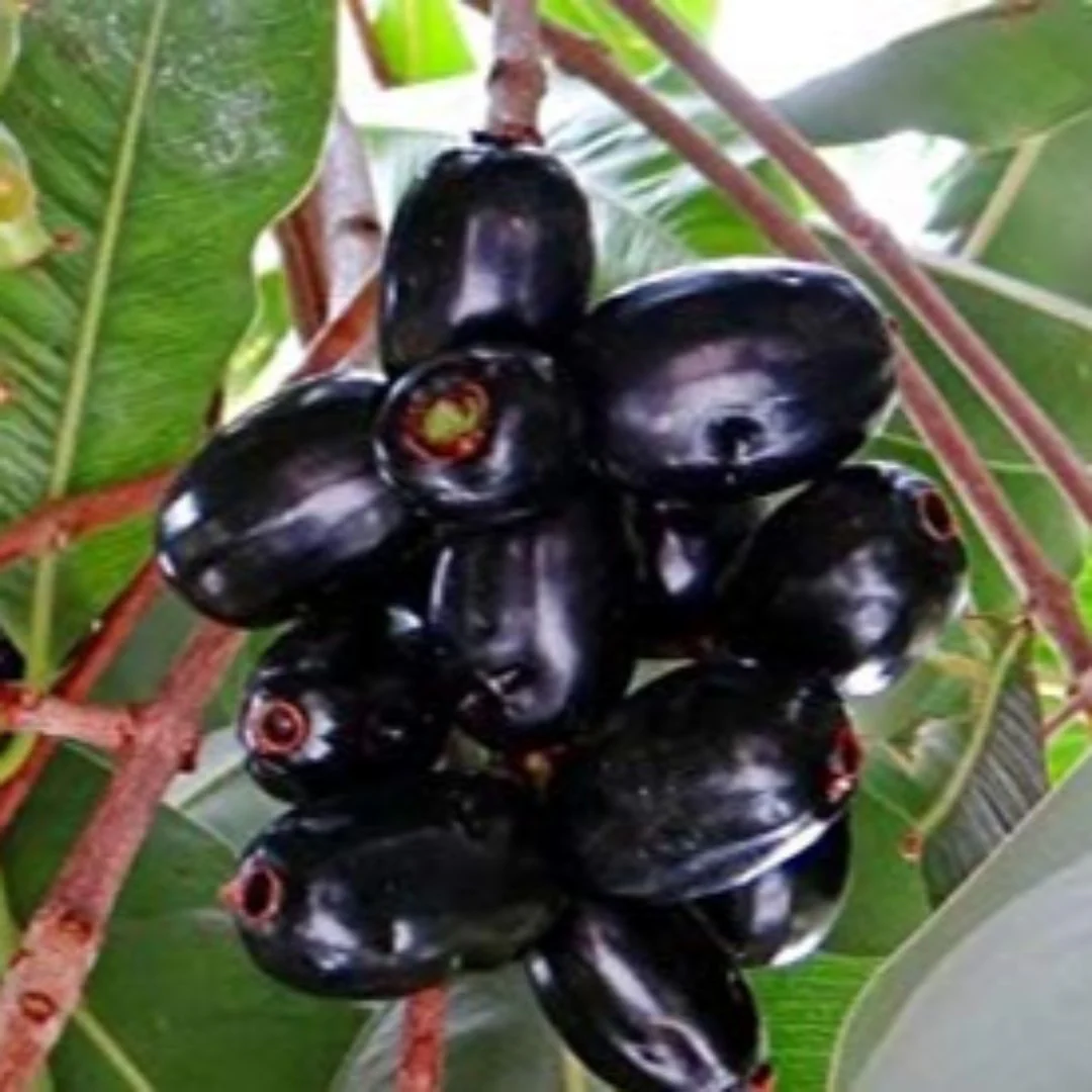 Live black plum Black Jamun Plant - Image 4