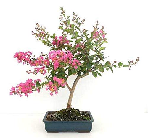 Live Bonsai Crepe Myrtle Lagerstroemia indica 6 years old bonsai with plastic bonsai pot - Image 2