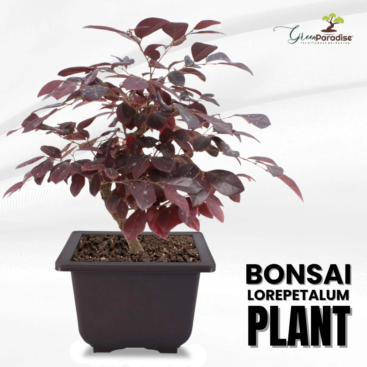 Live Bonsai Loropetalum Plant with Bonsai Pot