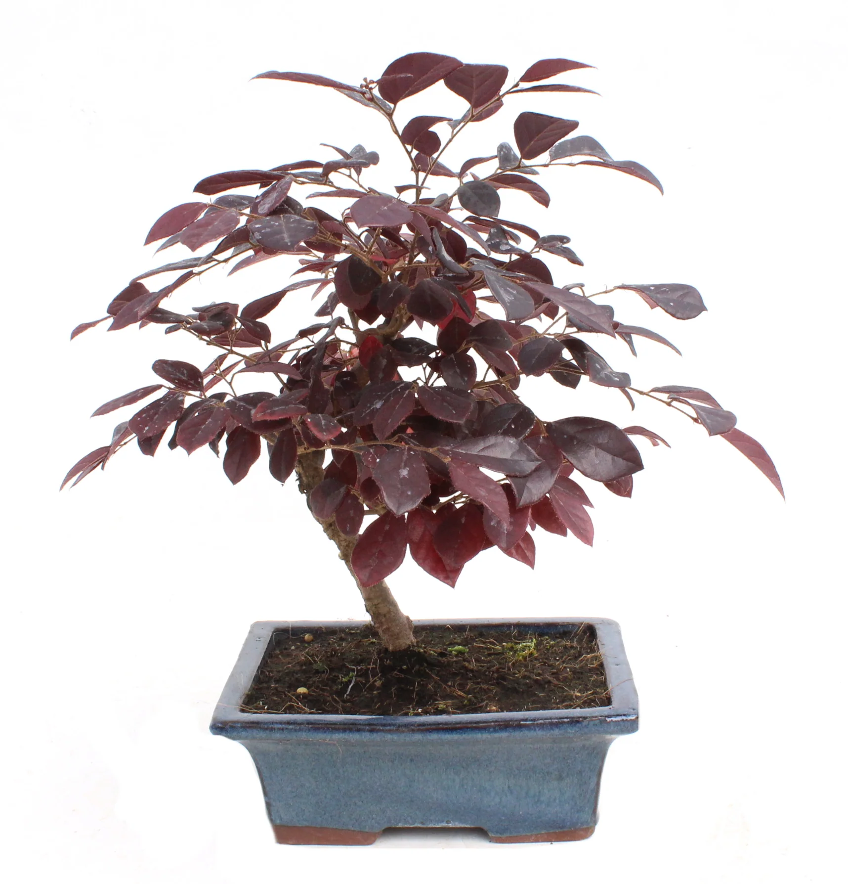 Live Bonsai Loropetalum Plant with Bonsai Pot - Image 3