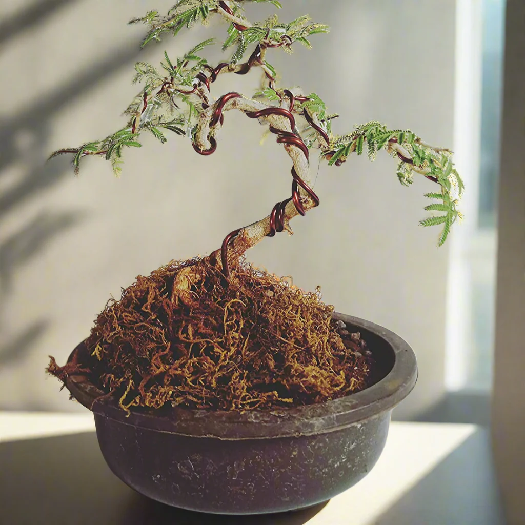 Live Bonsai shami tree Prosopis cineraria 3 years old Live and holy Bonsai shami plant with bonsai pot bring goodluck to your house - Image 2