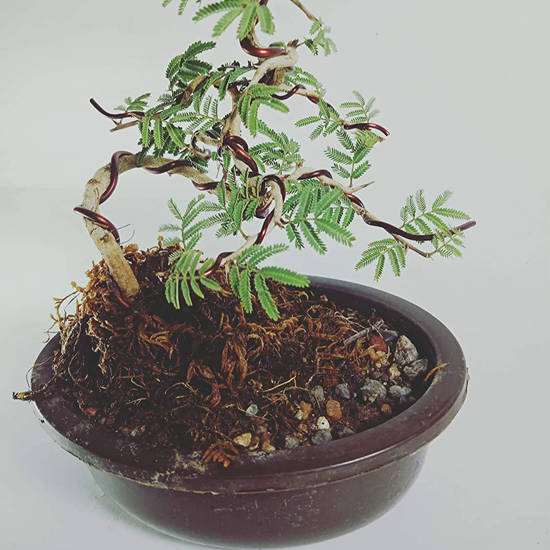 Live Bonsai shami tree Prosopis cineraria 3 years old Live and holy Bonsai shami plant with bonsai pot bring goodluck to your house - Image 3