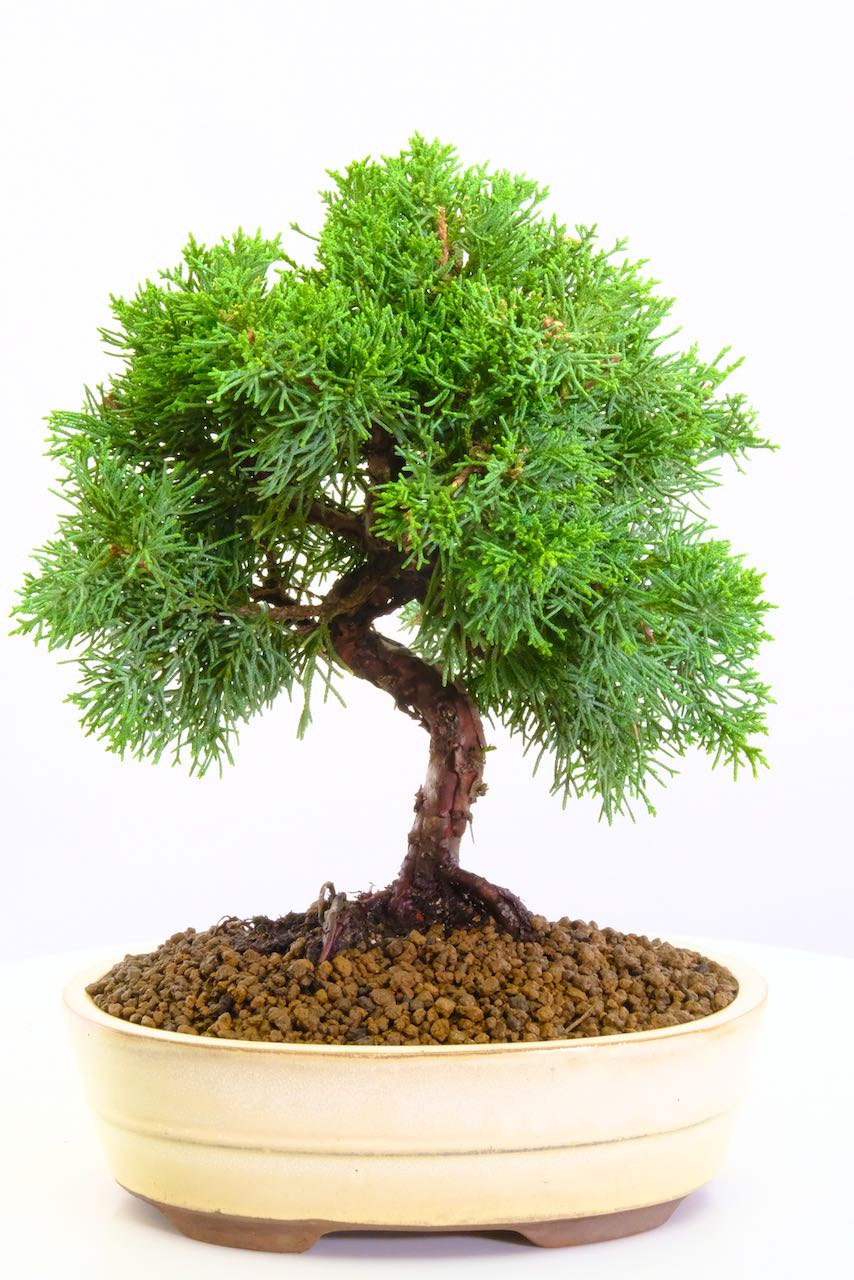 Chinese Juniper Bonsai Tree with plastic bonsai pot - Image 2