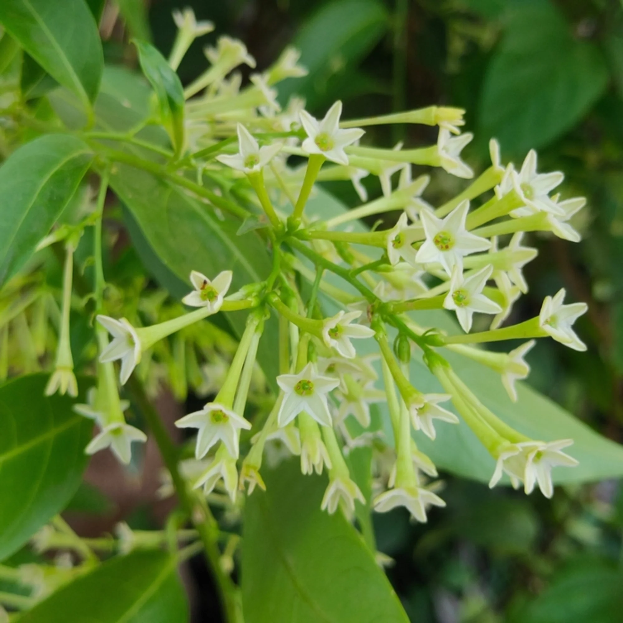 Live Coral Jasmine Night Flowering Parijat harshringar Plant and Ratrani Nigh Queen Live Plant( set of 2 Plants 1 of Each ) - Image 3