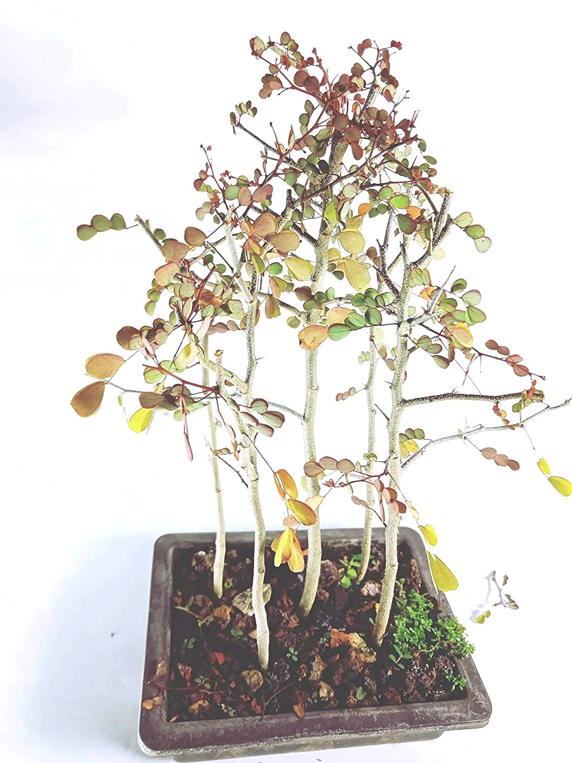 Live Dividivi Bonsai Forest With Bonsai Pot divi divi best deal in live bonsai - Image 3