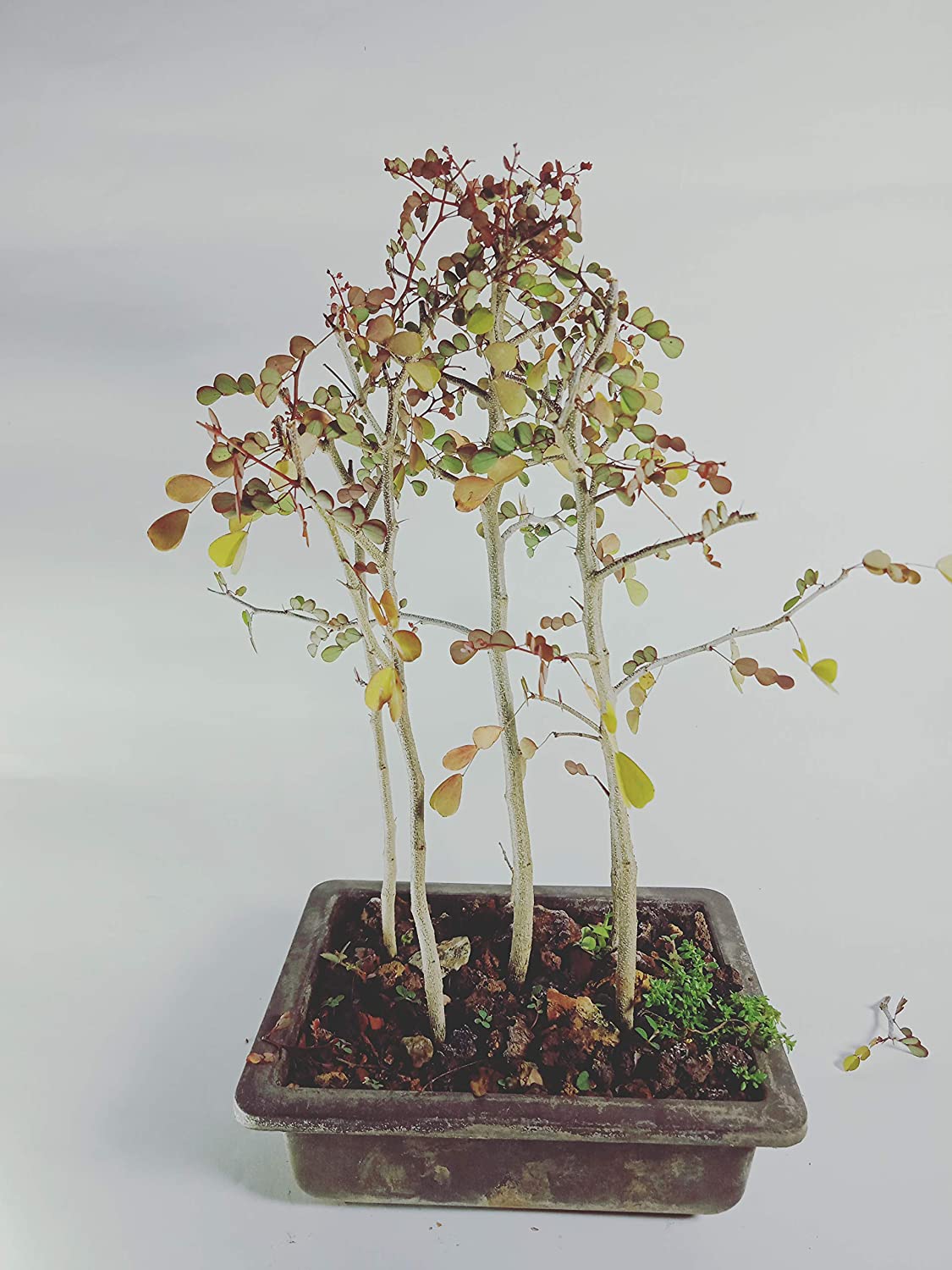 Live Dividivi Bonsai Forest With Bonsai Pot divi divi best deal in live bonsai - Image 4