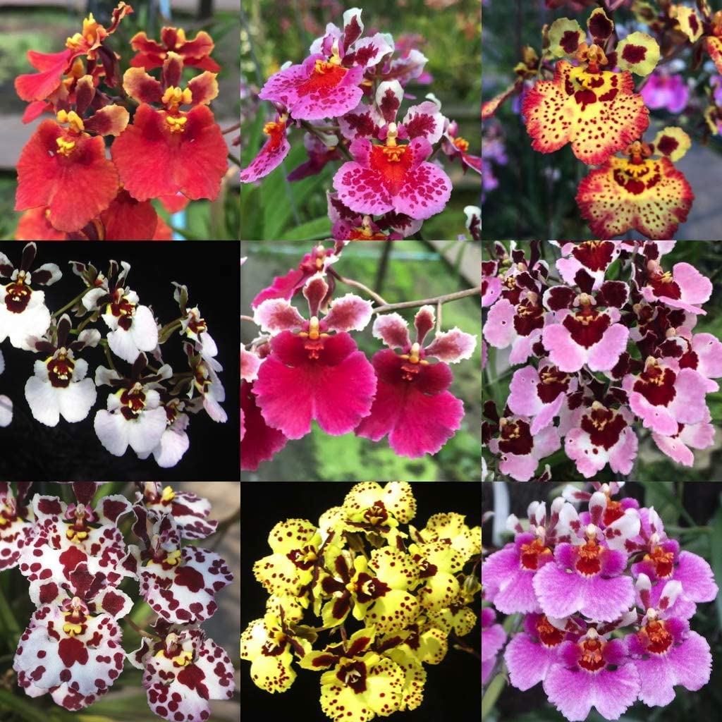 Green Paradise® Tolumnia orchid plants Exotic and Rare Random colors (without flowers) - Image 2