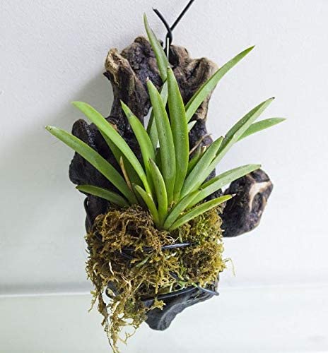 Green Paradise® Tolumnia orchid plants Exotic and Rare Random colors (without flowers) - Image 3