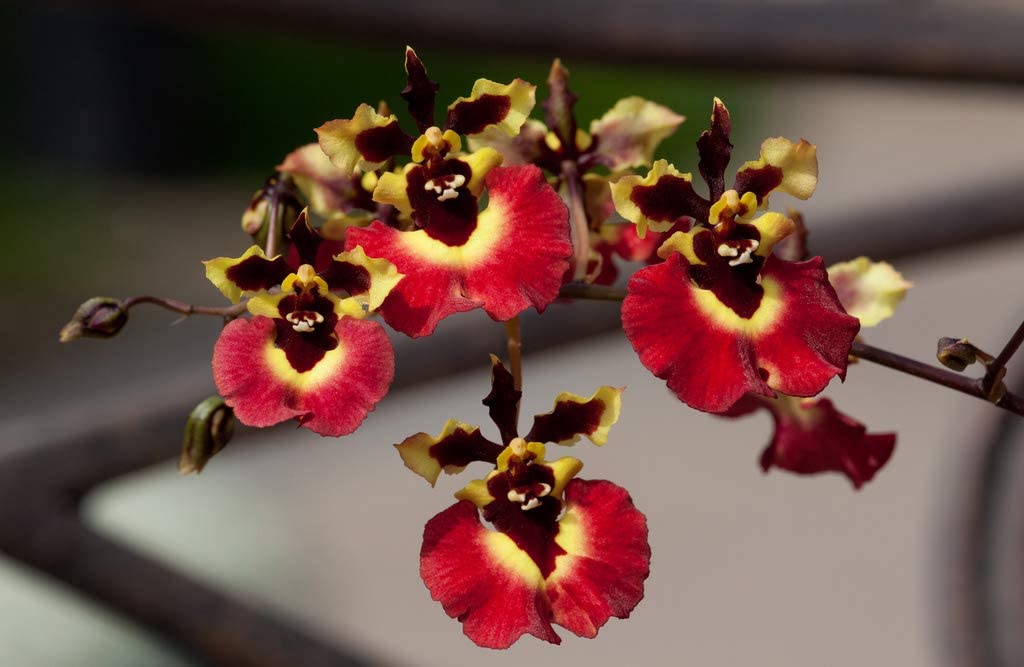 Green Paradise® Tolumnia orchid plants Exotic and Rare Random colors (without flowers) - Image 4