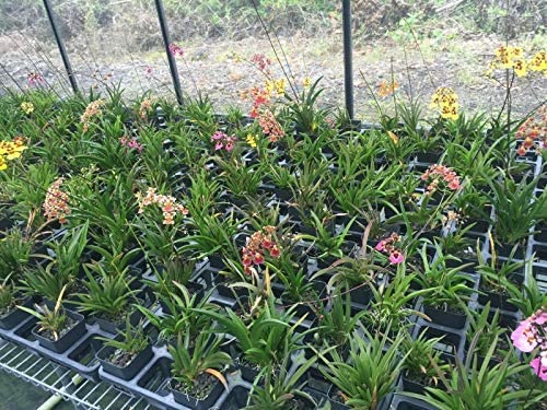 Green Paradise® Tolumnia orchid plants Exotic and Rare Random colors (without flowers) - Image 5