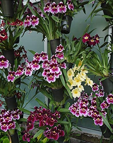 Green Paradise® Tolumnia orchid plants Exotic and Rare Random colors (without flowers) - Image 6