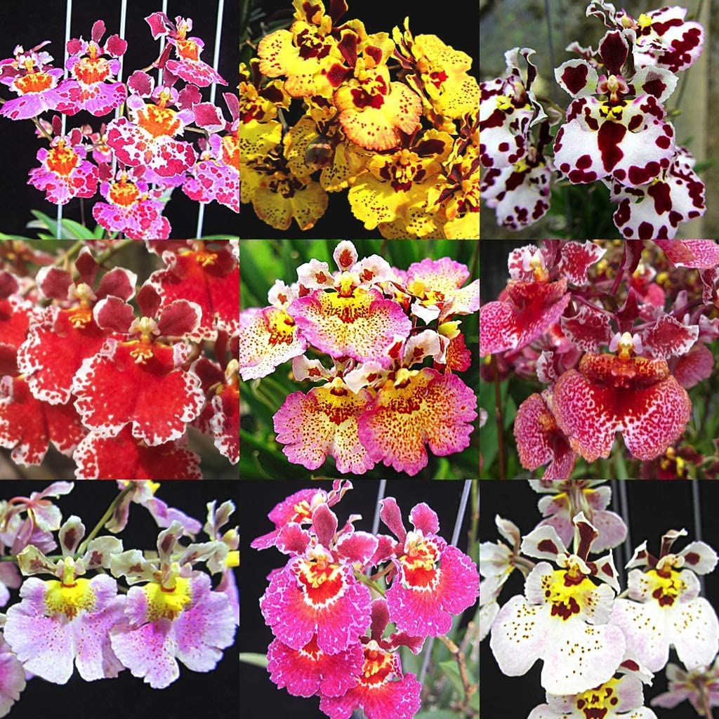 Green Paradise® Tolumnia orchid plants Exotic and Rare Random colors (without flowers) - Image 7