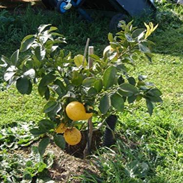 Live Grape Fruit Plant Suitable For Bonsai - Image 2