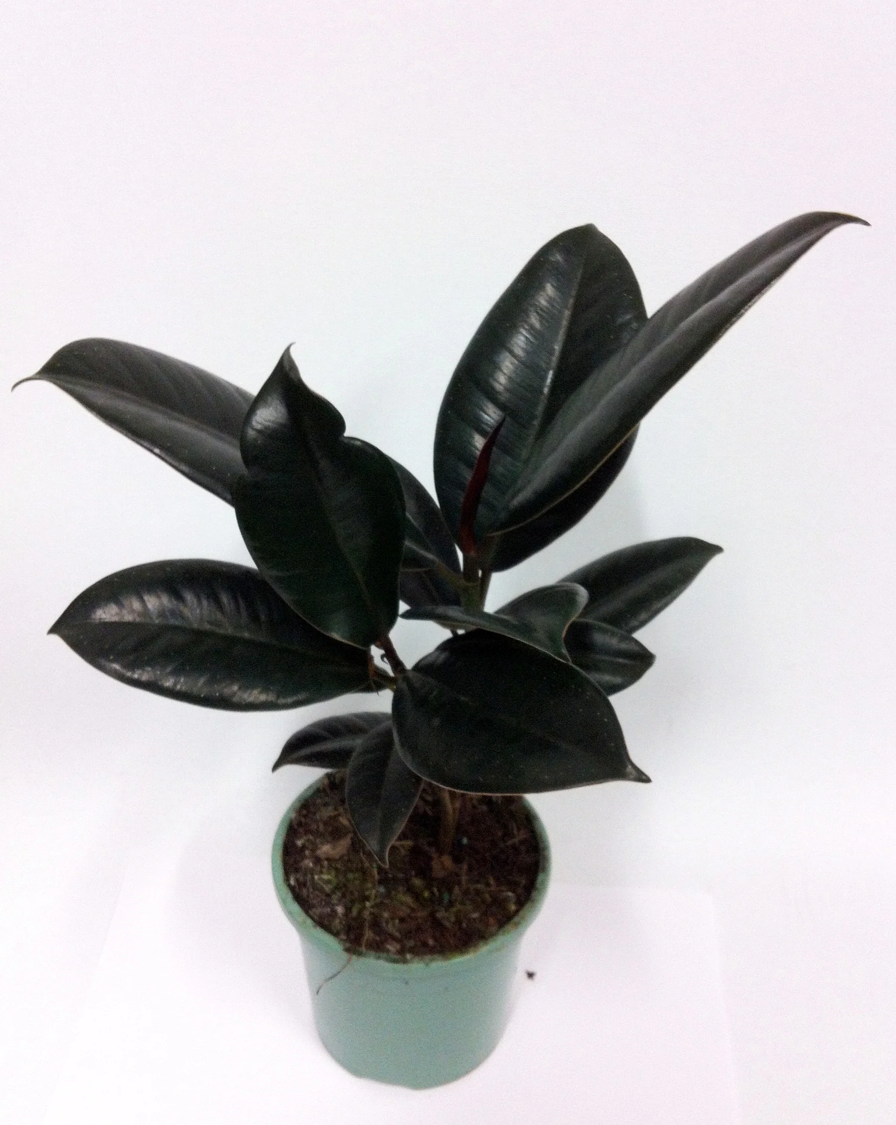 Live Indoor Air Purifying Black rubberplant with Pot - Image 3