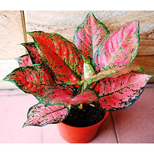 Live Indoor Air Purifying Rotundum Hybrid 'Anjamani Red' Aglaonema Plant with Pot - Image 3