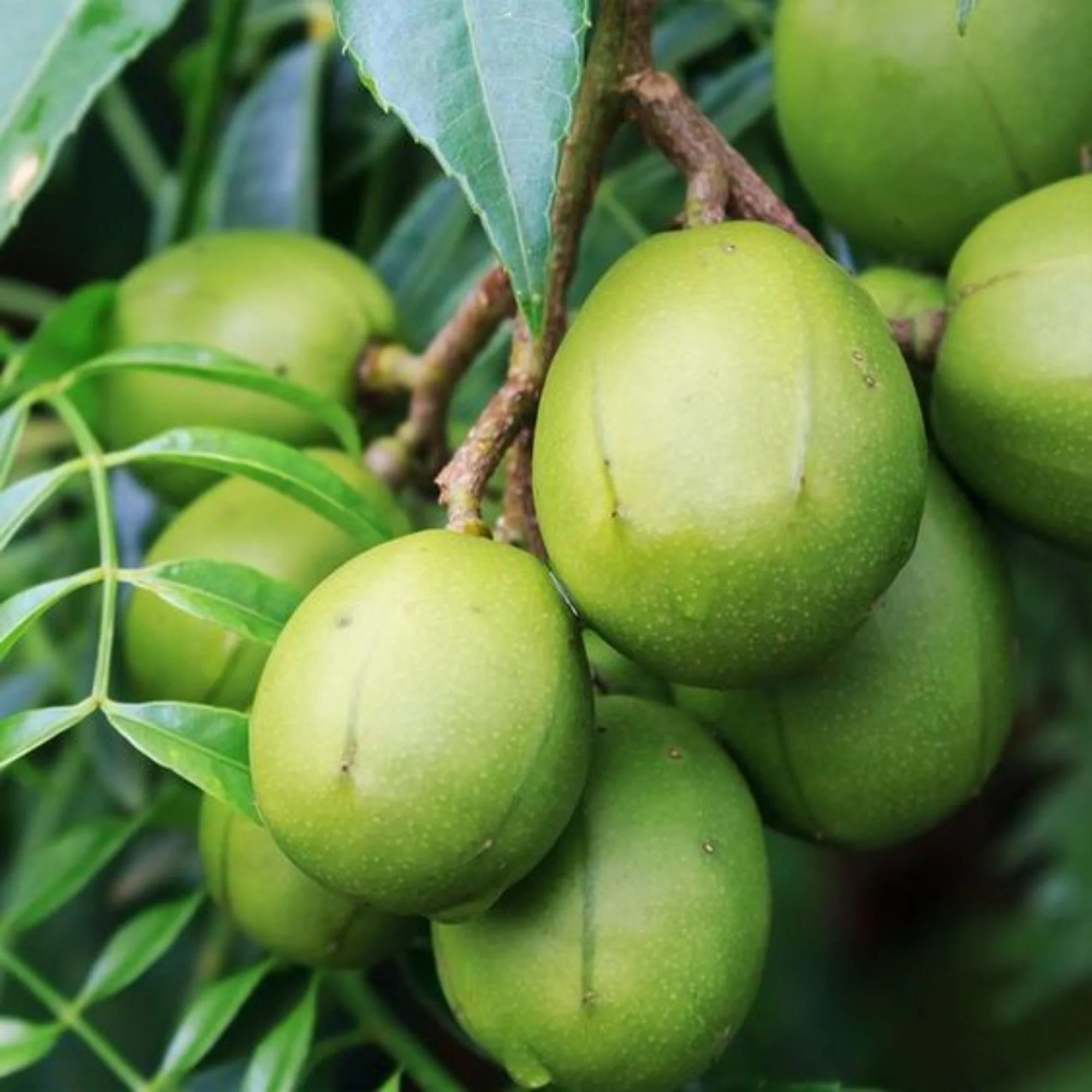 Live June Plum Plant Suitable For Bonsai