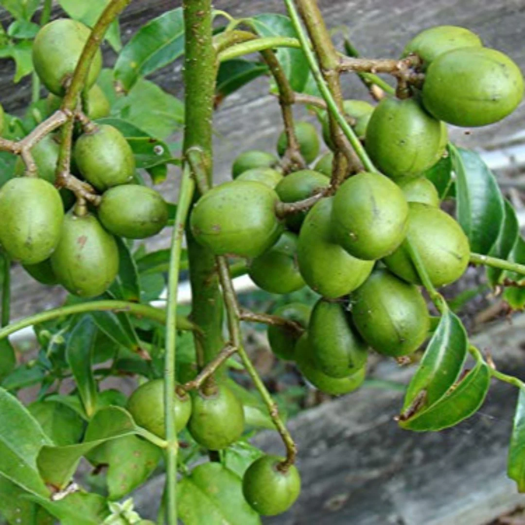 Live June Plum Plant Suitable For Bonsai - Image 2
