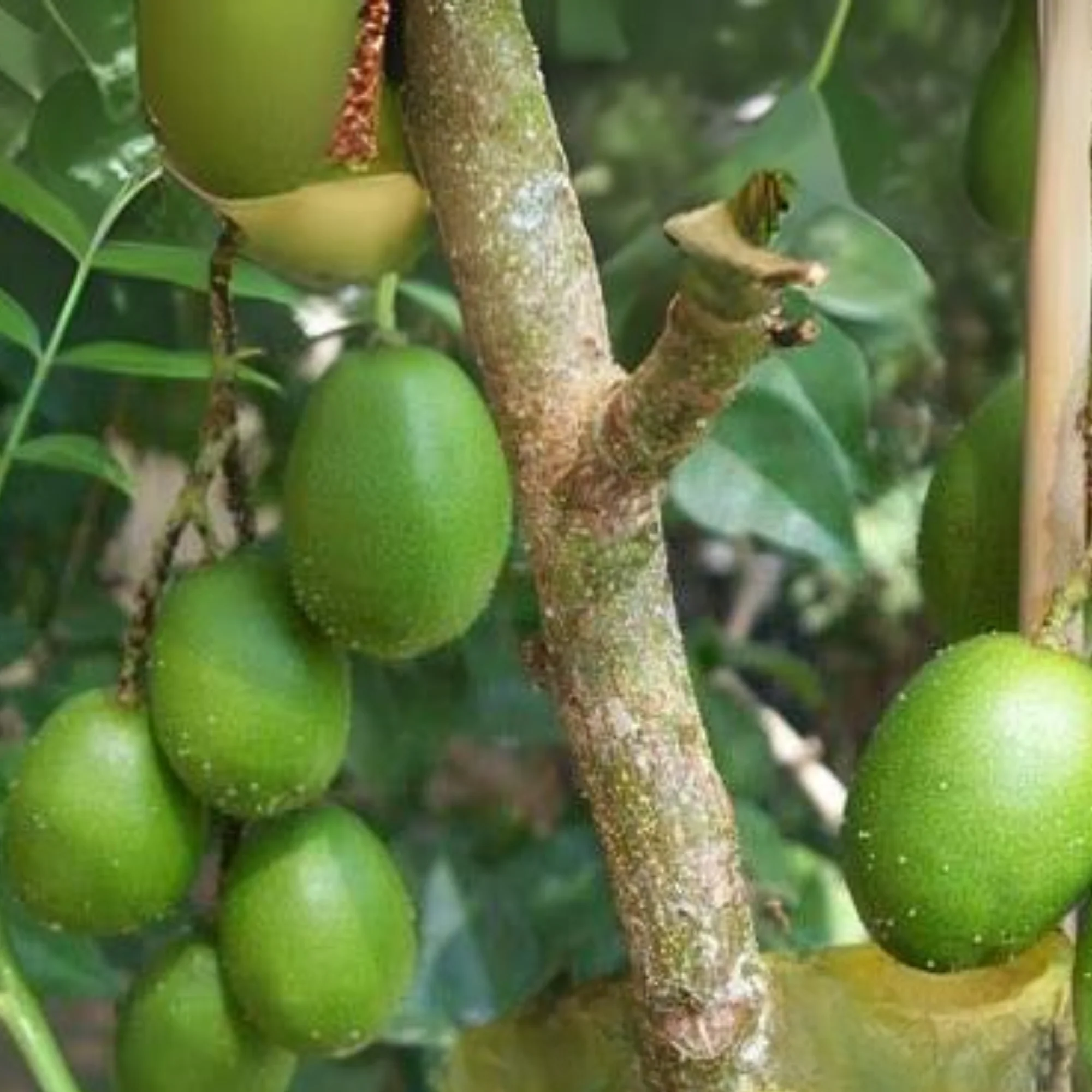 Live June Plum Plant Suitable For Bonsai - Image 3