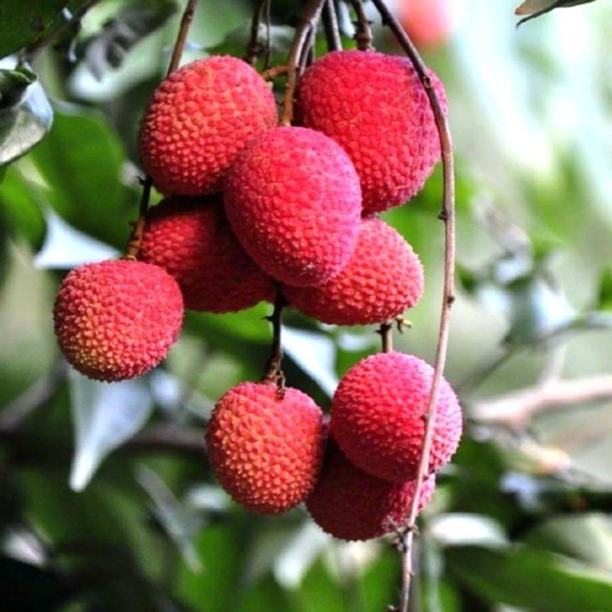 live litchi Plant Suitable For bonsai - Image 2