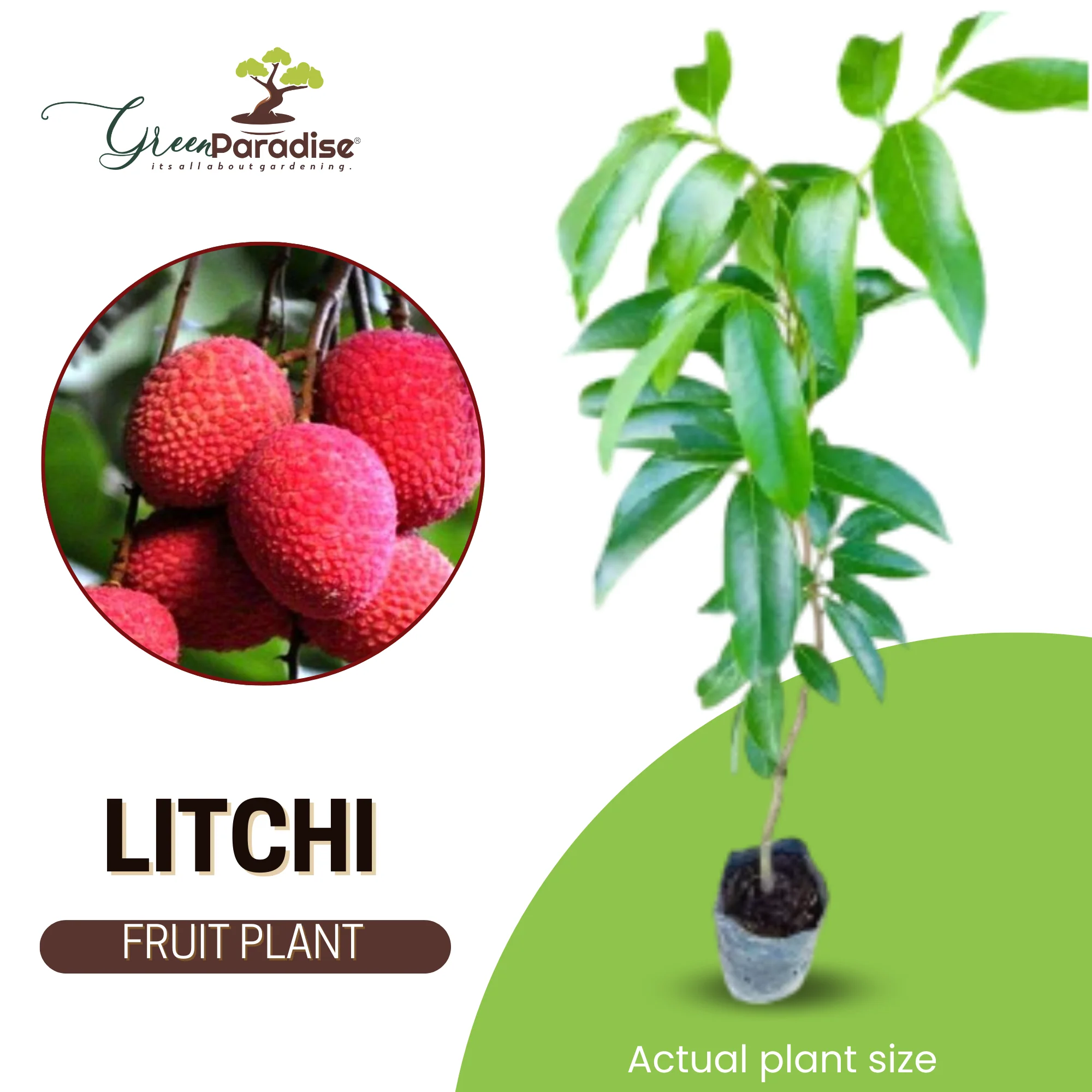 live litchi Plant Suitable For bonsai - Image 4