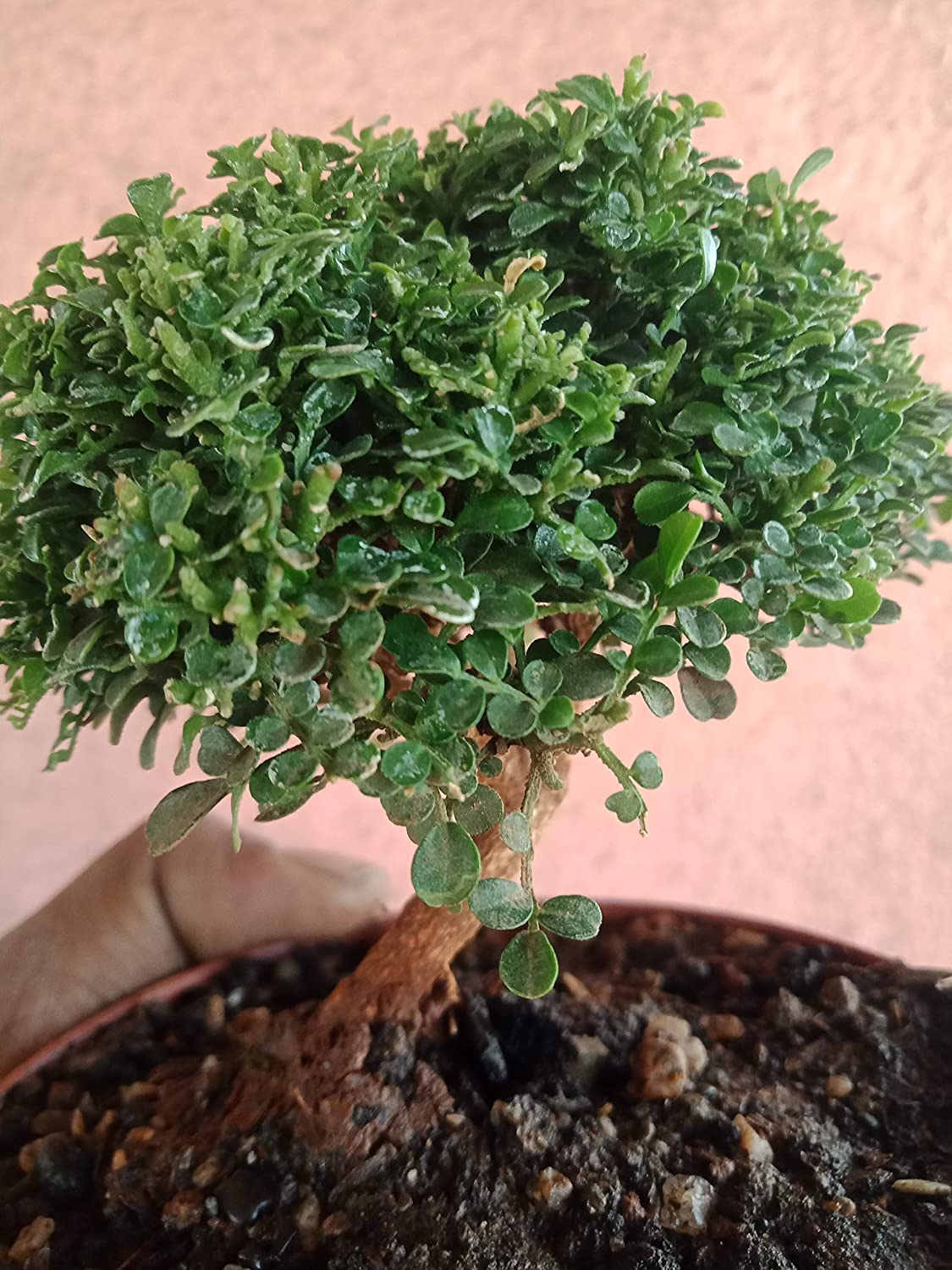 Murraya compacta prebonsai plant with pot - Image 2