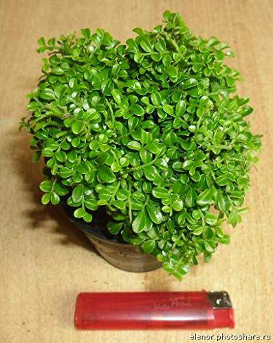 Murraya compacta prebonsai plant with pot - Image 3