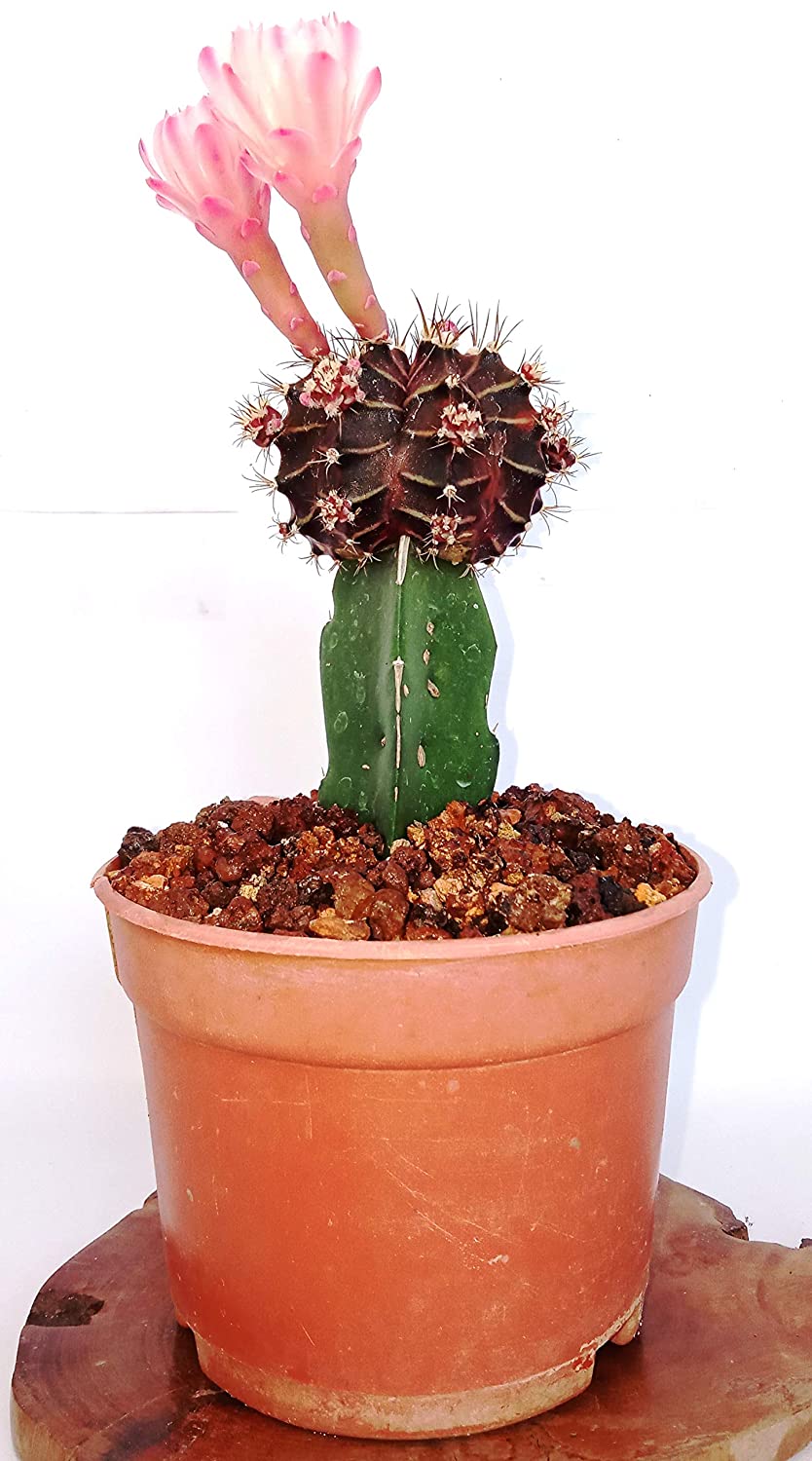 LIve Moon cactus pack of 3 Plants - Image 3