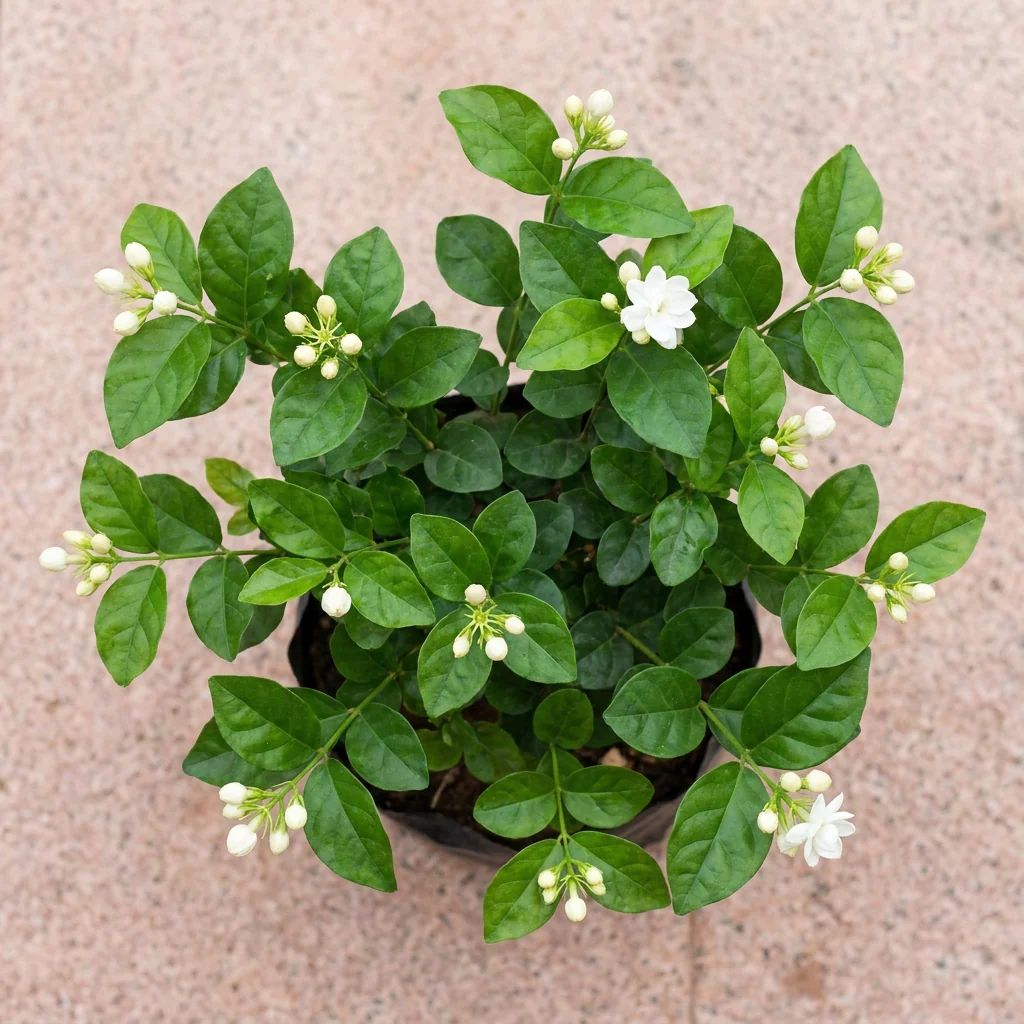 Green Paradise® Exclusive Live Moti Mogra Plant (Jasminum sambac) – Fragrant Arabian Jasmine for Home & Garden - Image 3