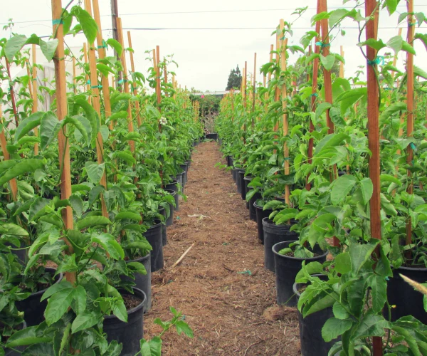 Live Passion Fruit Plant - Image 3