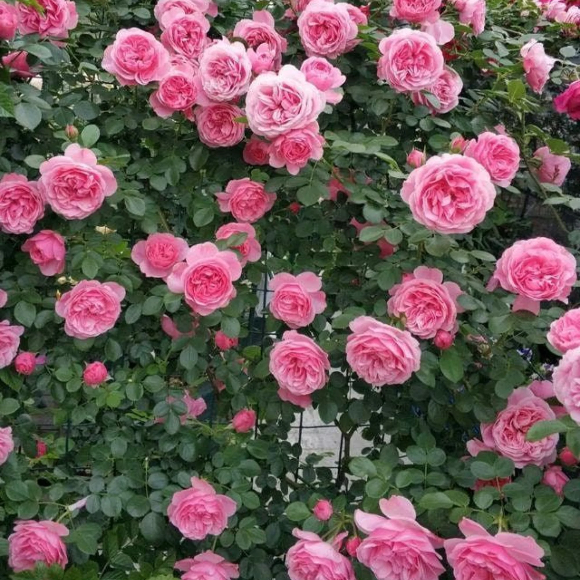 Green Paradise Pink scented creeper rose Plant - Image 2