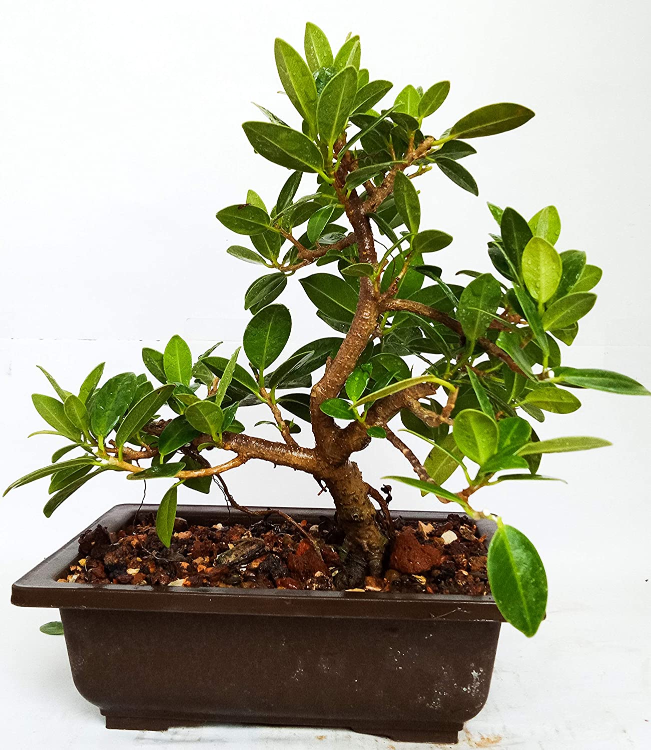 Live Plant Bonsai Tree Ficus Long Island Mini Banyan 3 Years Old with Pot - Image 2