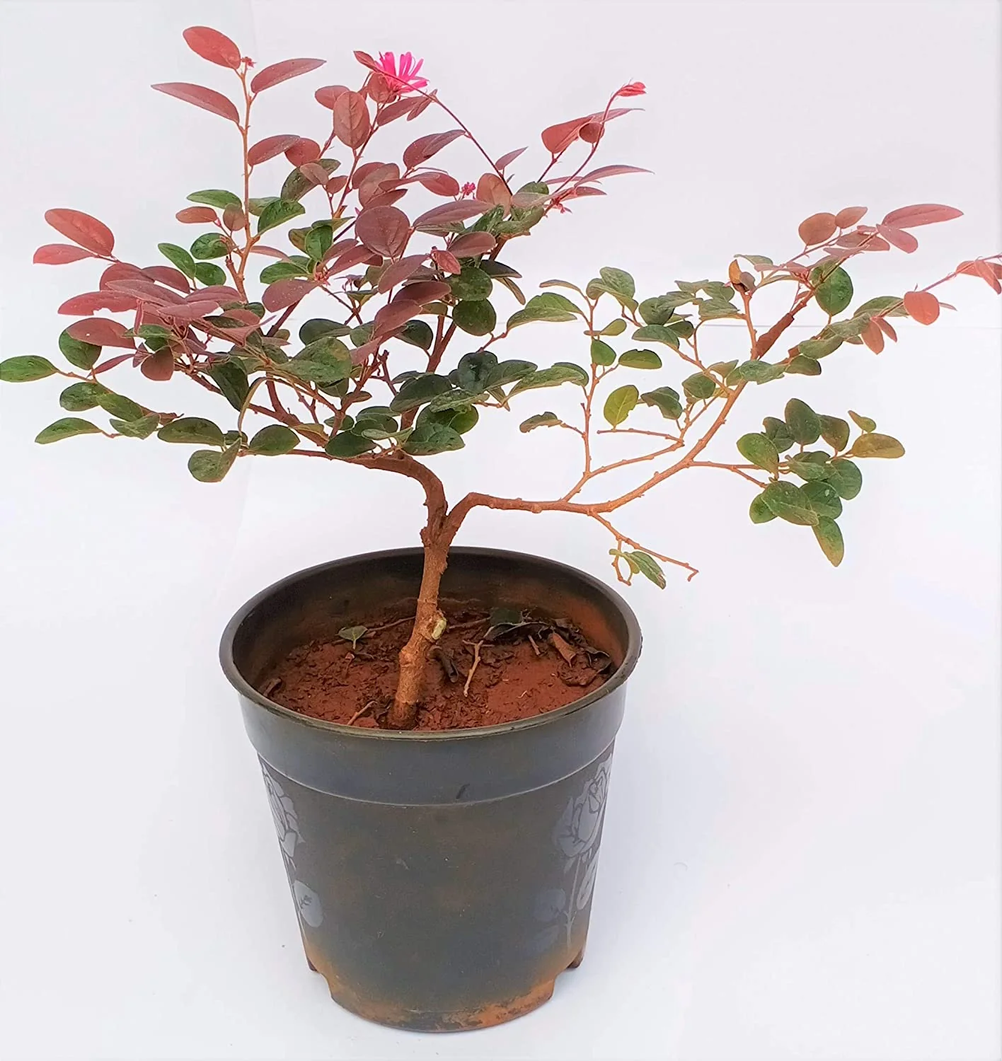 Live Pre Bonsai Loropetalum with Pot - Image 2