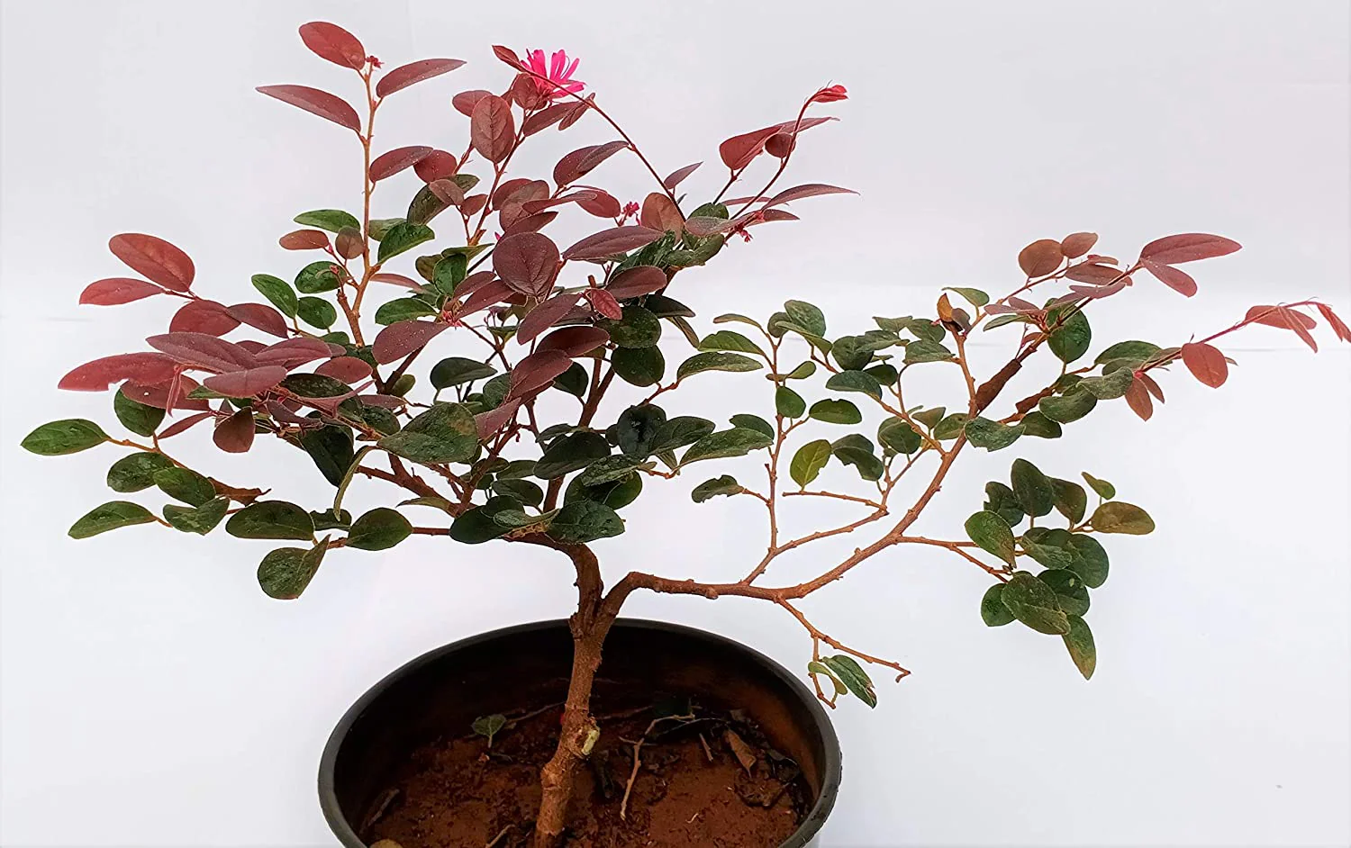 Live Pre Bonsai Loropetalum with Pot - Image 3