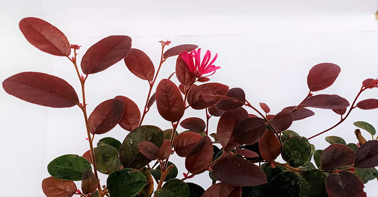 Live Pre Bonsai Loropetalum with Pot - Image 4