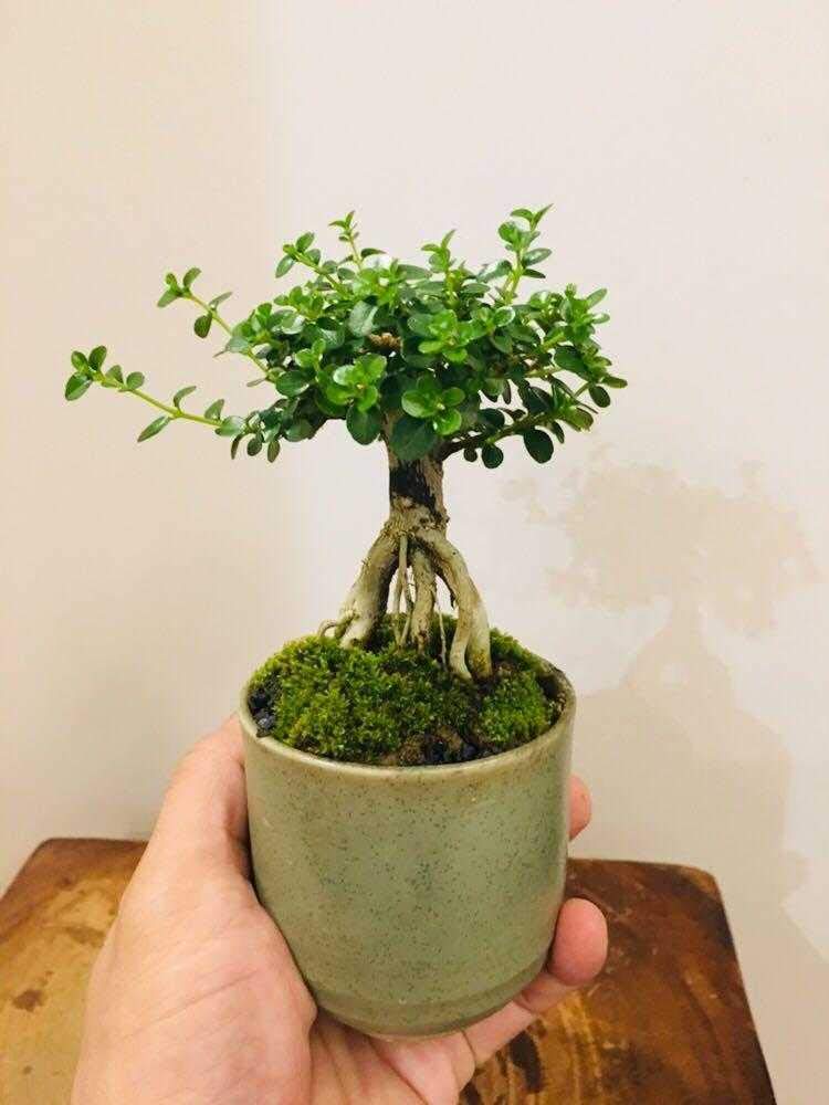 Green Paradise® Premna bonsai suitable plant - Image 2