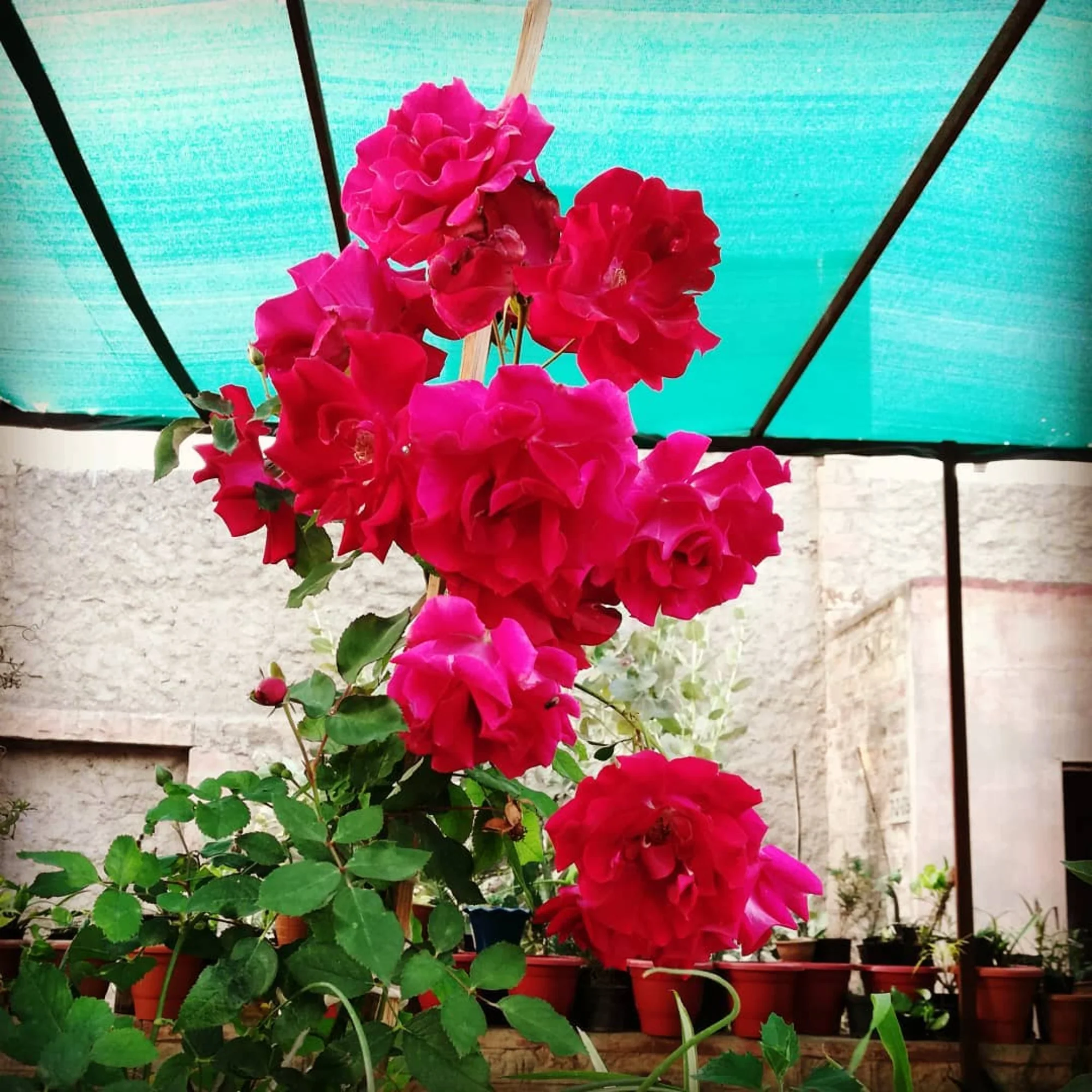Live Red Fragrant Kashmiri Valentine Rose Plant Bunch Roses plant - Image 4