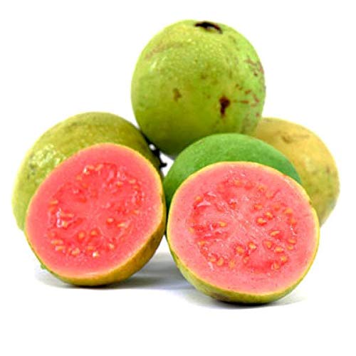 Live Red Guava Plant Suitable For - Image 2
