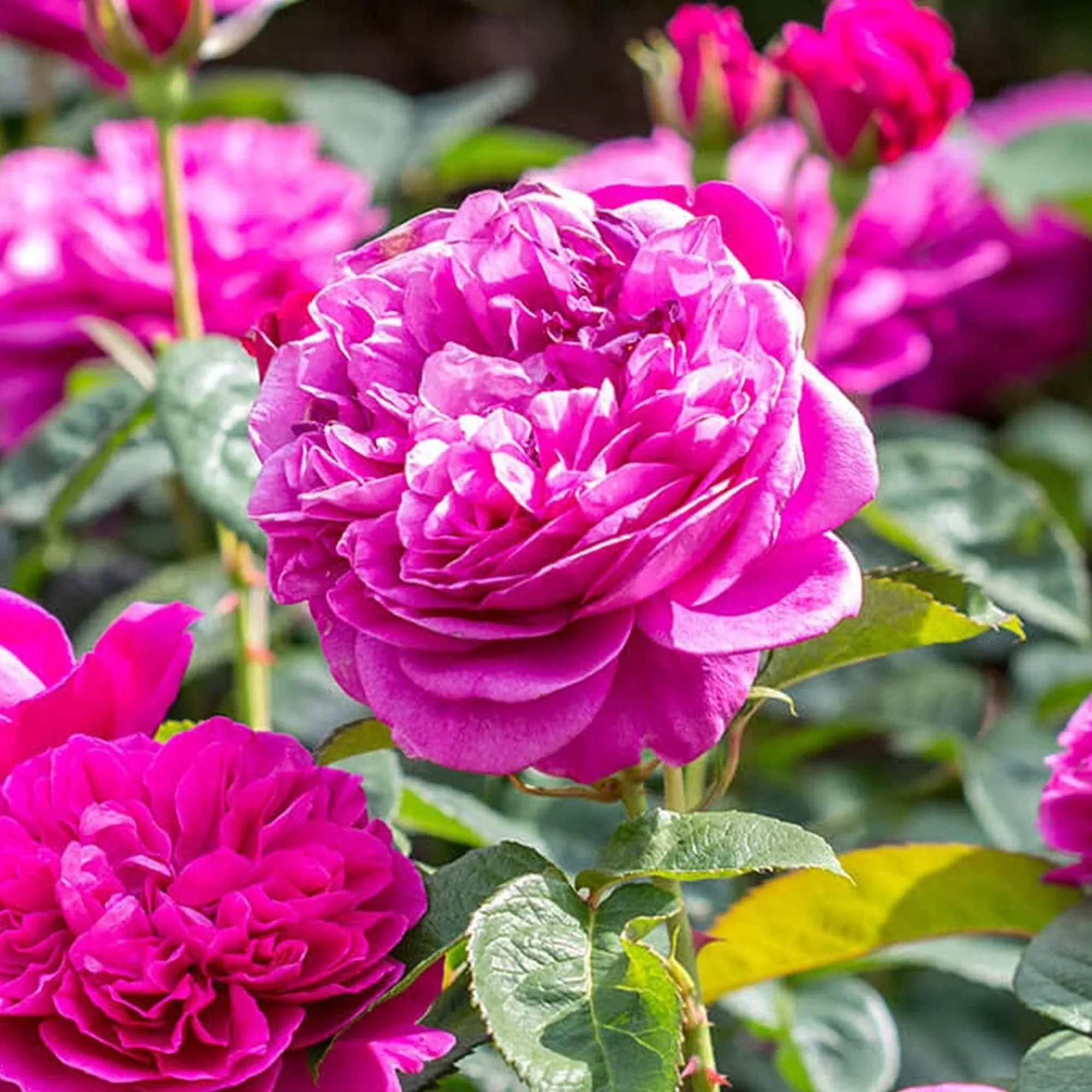 Green Paradise Live Red Scented Climbing Rose Plant - Image 2