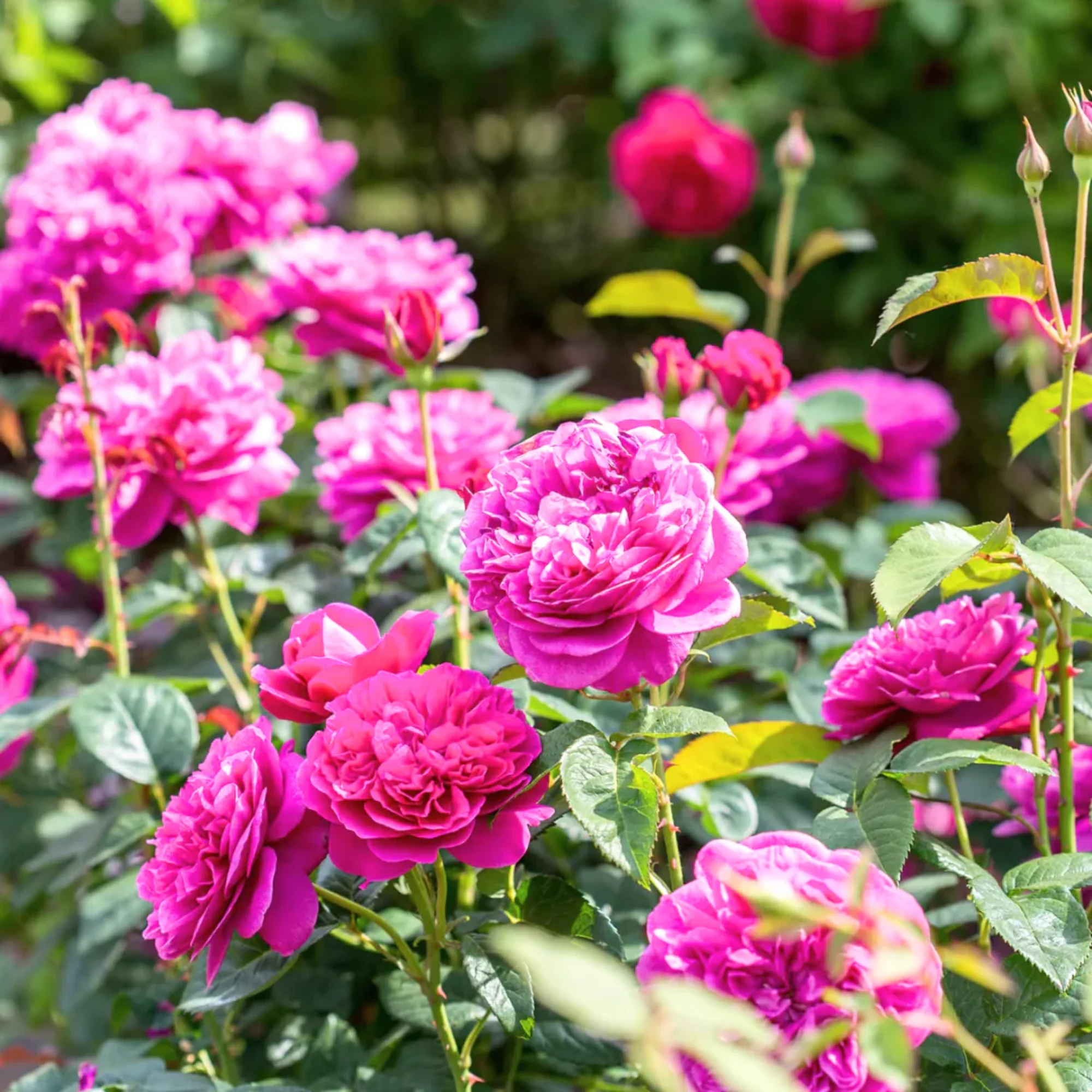 Green Paradise Live Red Scented Climbing Rose Plant - Image 3