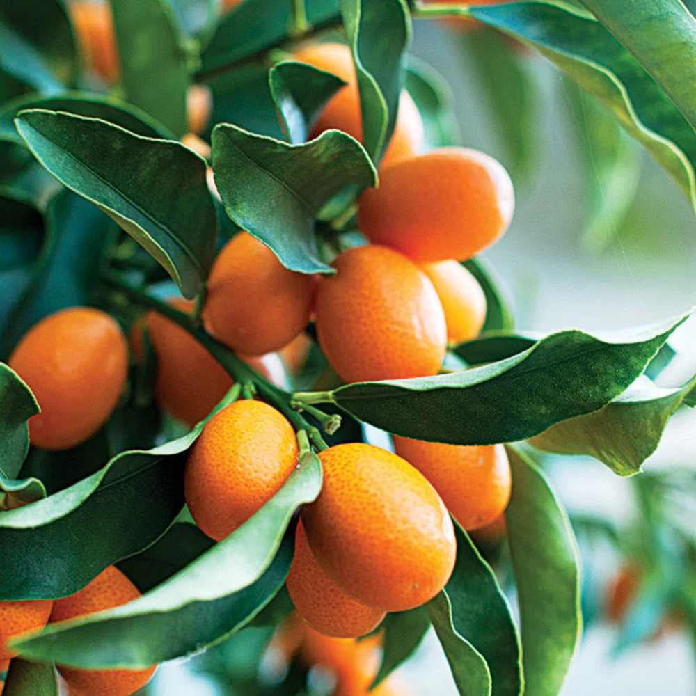 Live Sweet Cherry Lime Plant Suitable For Bonsai