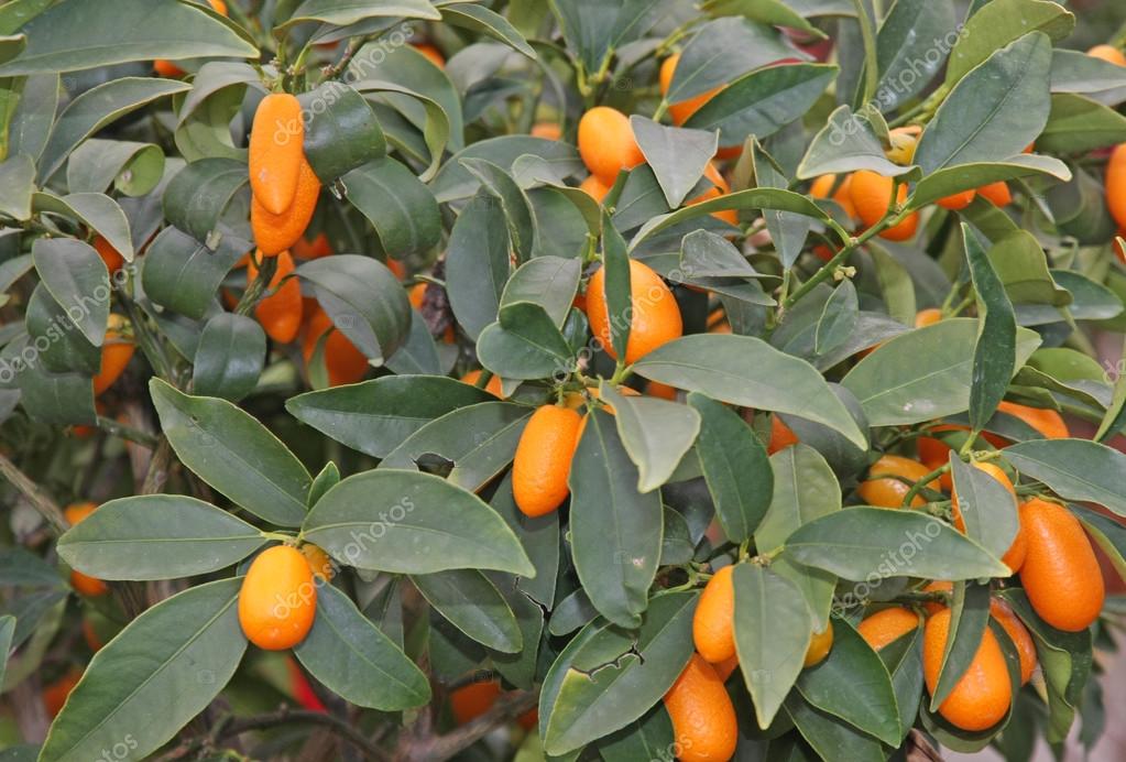 Live Sweet Cherry Lime Plant Suitable For Bonsai - Image 2